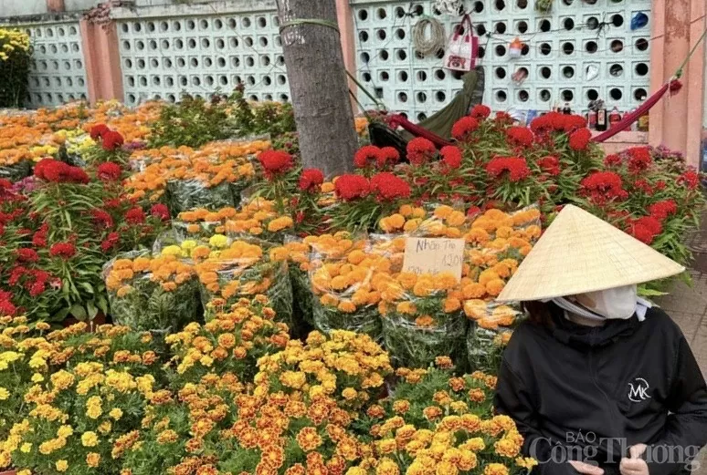 Bà Rịa-Vũng Tàu: Rộn ràng từ làng hoa đến chợ hoa Tết Bà Rịa-Vũng Tàu: Rộn ràng từ làng hoa đến chợ hoa Tết