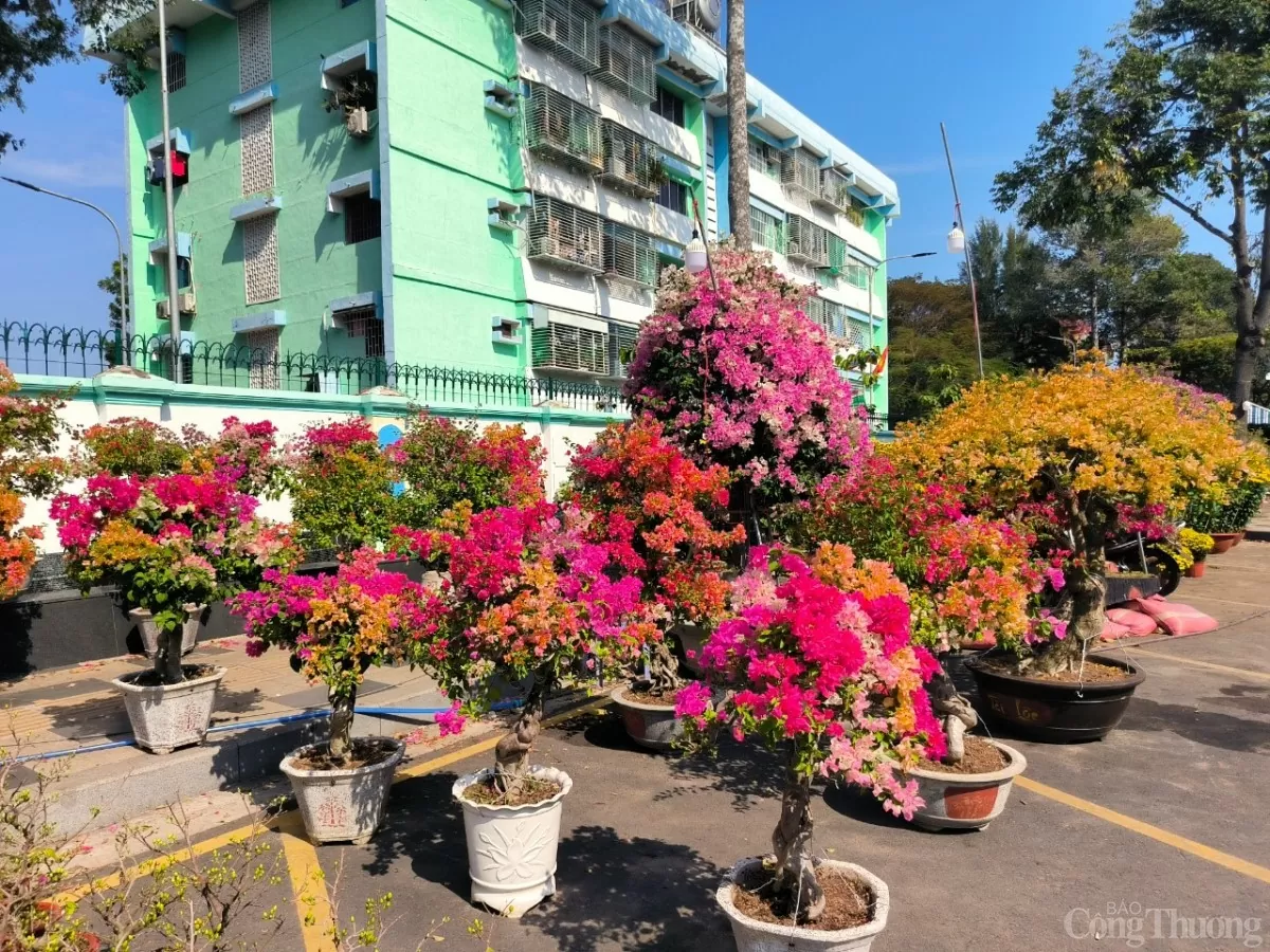 Bà Rịa-Vũng Tàu: Rộn ràng từ làng hoa đến chợ hoa Tết Bà Rịa-Vũng Tàu: Rộn ràng từ làng hoa đến chợ hoa Tết
