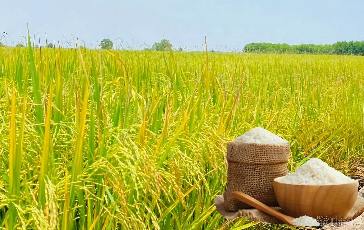 Giá lúa gạo hôm nay ngày 21/4: Biến động trái chiều Giá lúa gạo hôm nay ngày 21/4: Biến động trái chiều