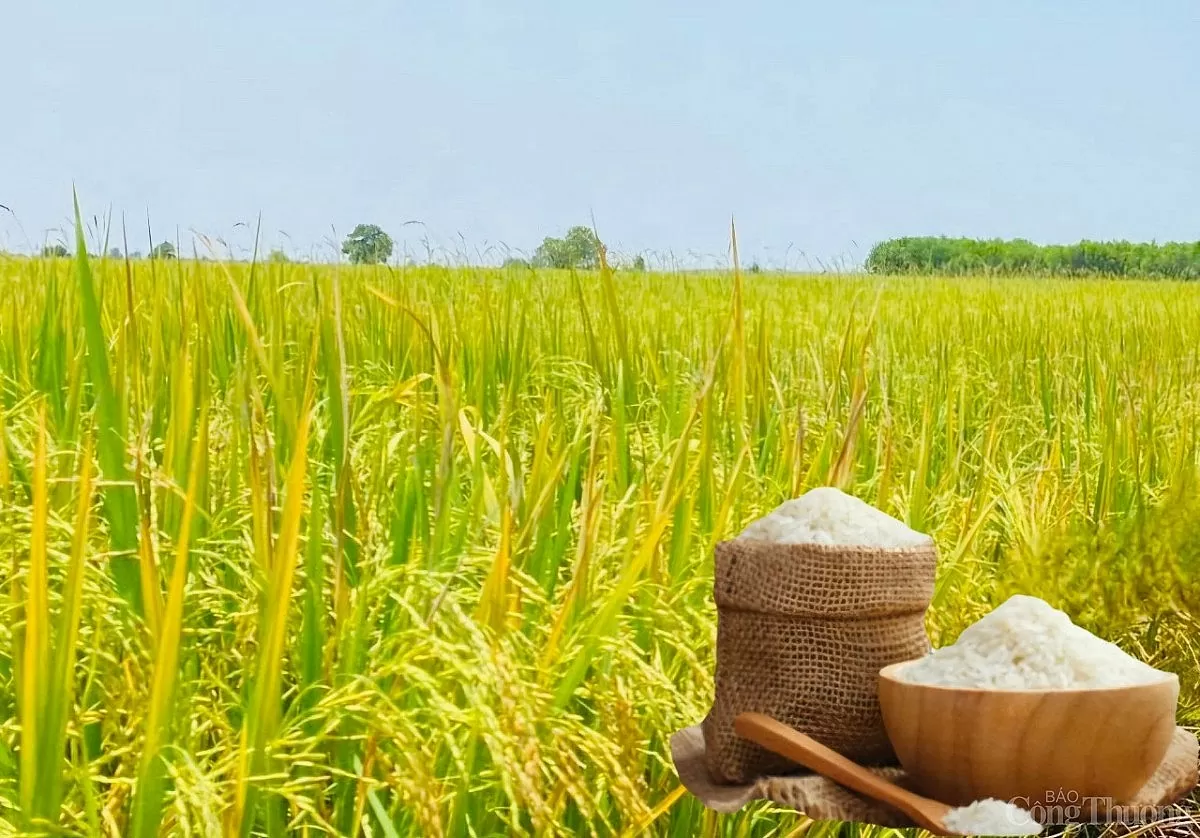 Giá lúa gạo hôm nay ngày 22/4: Thị trường lặng sóng Giá lúa gạo hôm nay ngày 22/4: Thị trường lặng sóng