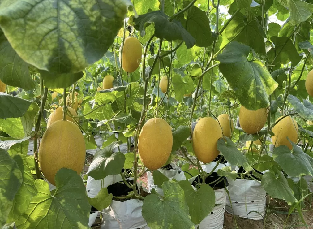 Xúc tiến thương mại mở lối cho dưa lưới công nghệ cao Xúc tiến thương mại mở lối cho dưa lưới công nghệ cao