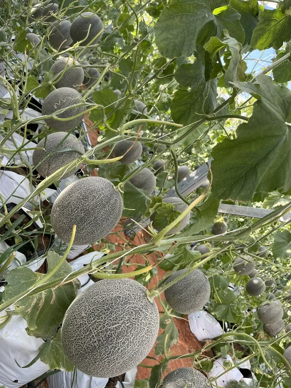 Xúc tiến thương mại mở lối cho dưa lưới công nghệ cao Xúc tiến thương mại mở lối cho dưa lưới công nghệ cao