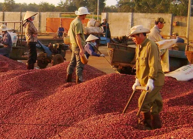 Giá cà phê Arabica tăng 0,19% tiến sát mốc 8.000 USD/tấn Giá cà phê Arabica tăng 0,19% tiến sát mốc 8.000 USD/tấn