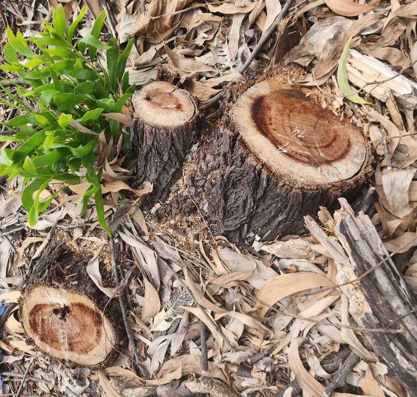 Hàng ngàn cây keo lưỡi liềm cỡ lớn thuộc rừng phong hộ ven biển bị chặt hạ trái phép. Ảnh: Nguyễn Tuấn