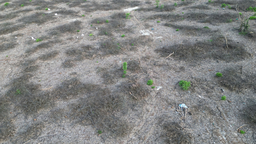 Hiện trường hơn 2,5 ha rừng phòng hộ ven biển bị khai thác trái phép. Ảnh: Nguyễn Tuấn