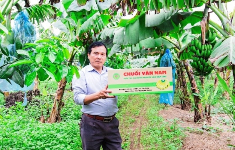 VÔng Nguyễn Mạnh Hùng, Chủ tịch Hội đồng Quản trị Công ty Cổ phần Nafoods cho hay, để phát triển bền vững ngành hàng trái cây chủ lực, các cơ quan quản lý nhà nước cần có định hướng, quy hoạch rõ ràng, tránh tình trạng trồng ồ ạt khi giá cao dẫn đến mất giá. Cần kiểm soát các thương lái Trung Quốc và nhà máy nước ngoài thu mua với giá quá thấptăng cường quản lý giống giả, giống kém chất lượng. Cục Trồng trọt và Bảo vệ thực vật cần cập nhật nhanh chóng và quản lý chặt chẽ các quy định về dư lượng