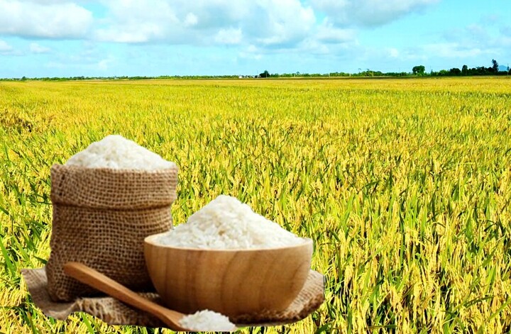 Giá lúa gạo hôm nay ngày 22/7: Gạo nguyên liệu xuất khẩu tiếp đà tăng. lúa tươi chững giá. Ảnh: Thanh Minh.