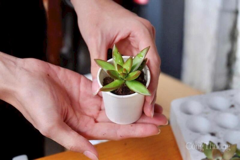 Những chậu sen đá nhỏ xinh được nâng niu như một cách gieo mầm xanh tới mọi người