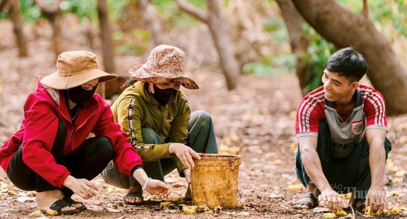 Ia Dom là một trong những địa phương sở hữu diện tích điều lớn trên toàn tỉnh. Ảnh: Hiền Mai