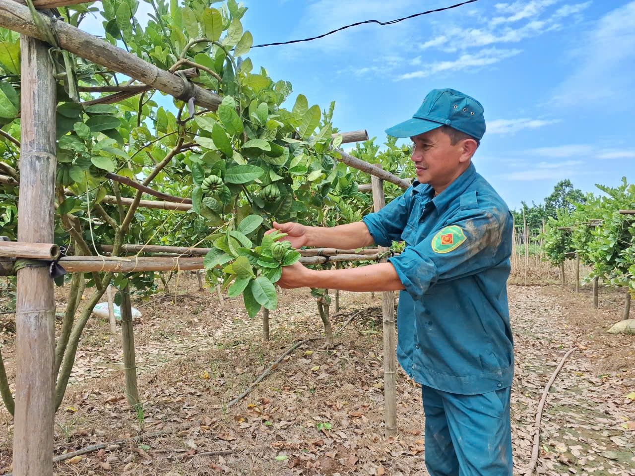 Mô hình trồng phật thủ bên bãi bồi ven sông Hồng địa bàn xã Liên Minh. Ảnh: Min Phú