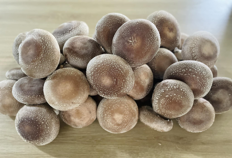 Trồng nấm đã trở thành nghề giúp cải thiện đời sống của bà con vùng cao Cao Bằng. Ảnh Hoàng Minh