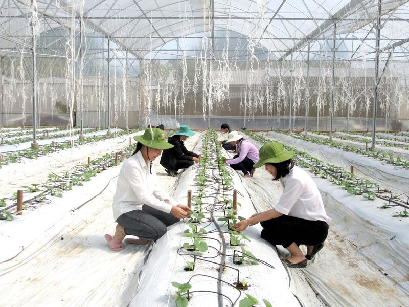 Nhiều khoảng trống chính sách nhân lực nông nghiệp cần được ưu tiên lấp đầy. Ảnh minh hoạ