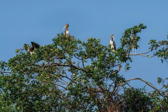 Những đàn chim thong thả giữa không gian xanh.