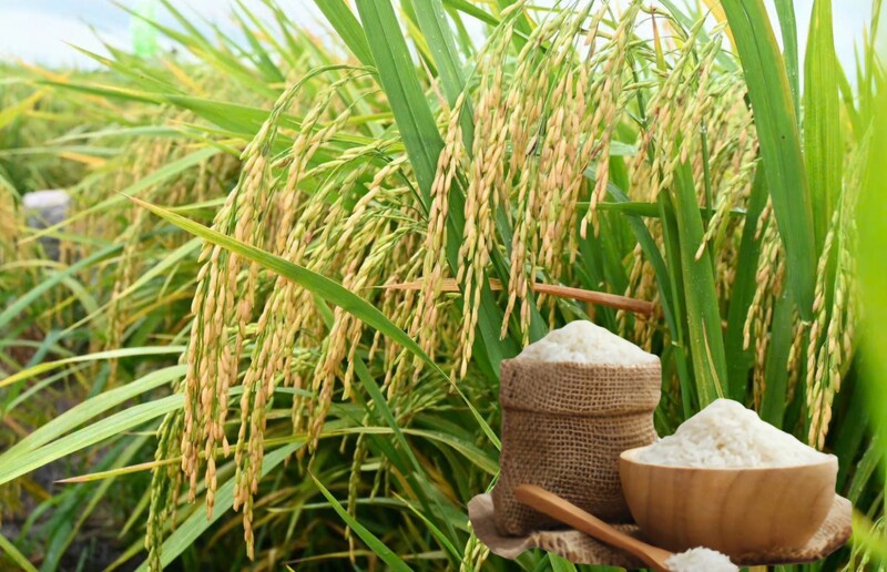 Giá lúa gạo hôm nay ngày 19/12: Gạo xuất khẩu đảo chiều tăng mạnh, lúa tươi vững giá. Ảnh: Thanh Minh.