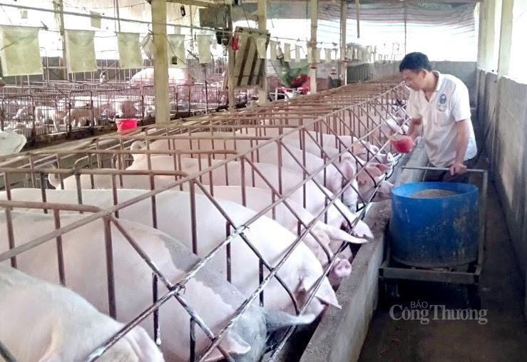 Bước sang năm 2026, thị trường heo hơi được dự báo tiếp tục biến động theo chu kỳ tiêu dùng và khả năng kiểm soát dịch bệnh. Ảnh minh họa