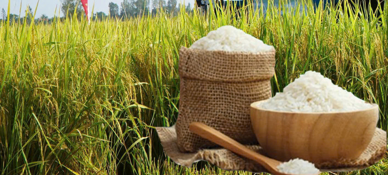 Giá lúa gạo hôm nay ngày 20/1/2026: Gạo thơm neo cao. Ảnh: Thanh Minh.