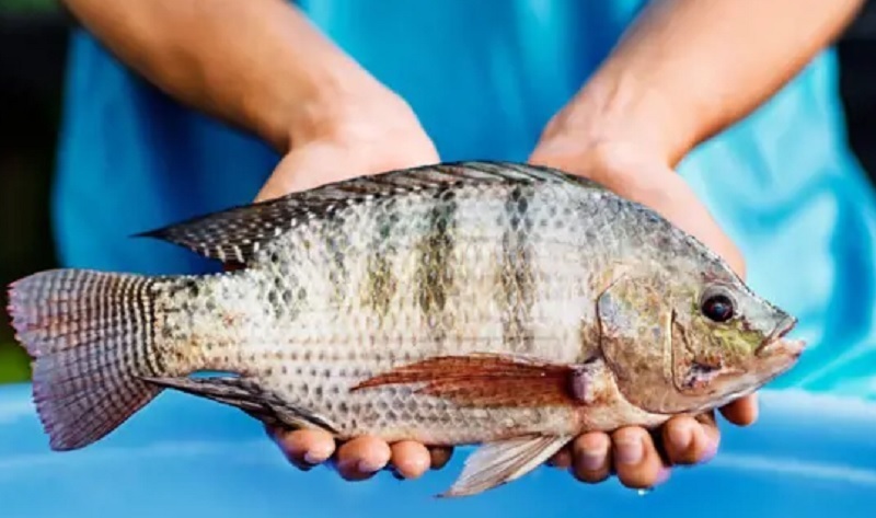 Tháng 1/2026, xuất khẩu cá rô phi của Việt Nam đạt khoảng 15 triệu USD, tăng mạnh 334% so với cùng kỳ năm 2025.