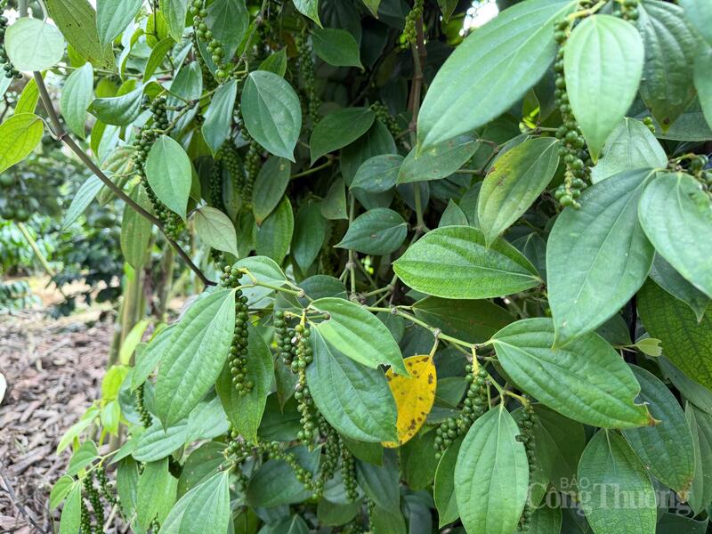 Cây hồ tiêu tại Lâm Đồng