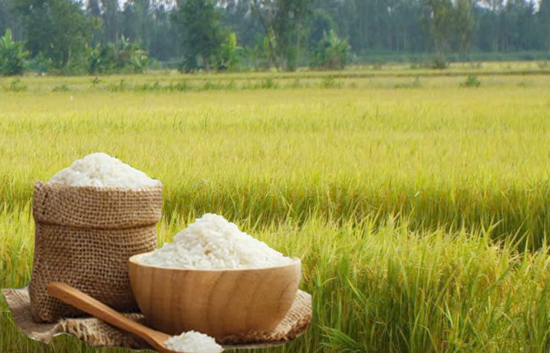 Giá lúa gạo hôm nay ngày 8/5: Gạo nguyên liệu xuất khẩu đảo chiều giảm, lúa tươi vững giá. Ảnh: Thanh Minh.
