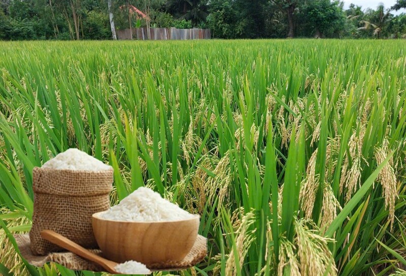 Giá lúa gạo hôm nay ngày 13/5: Thị trường “lặng sóng”. Ảnh: Thanh Minh.