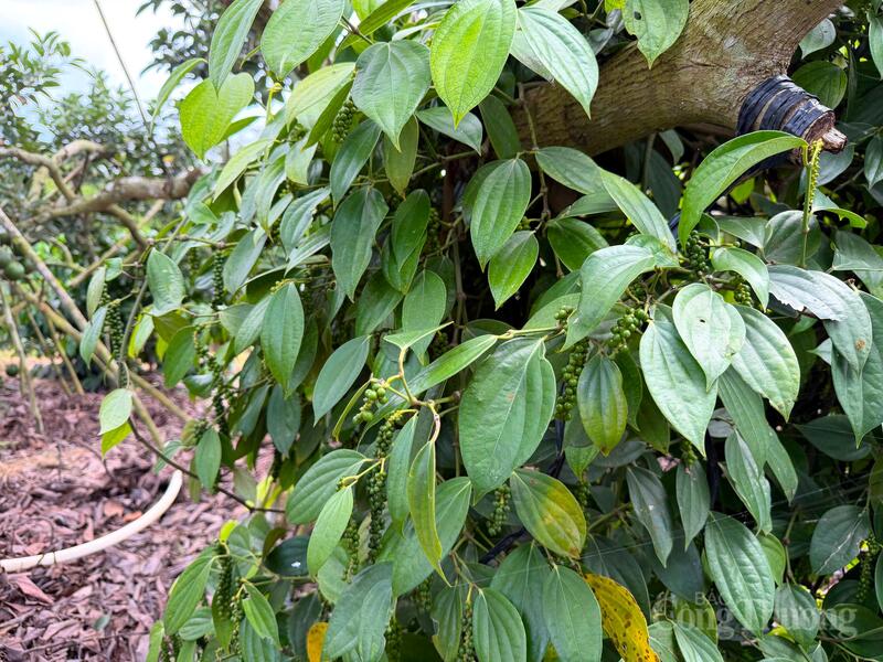 Vườn trồng hồ tiêu tại Lâm Đồng