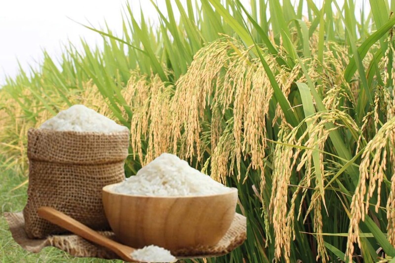 Giá lúa gạo hôm nay ngày 5/6/2026: Gạo xuất khẩu tăng, lúa tươi vững giá. Ảnh: Thanh Minh.