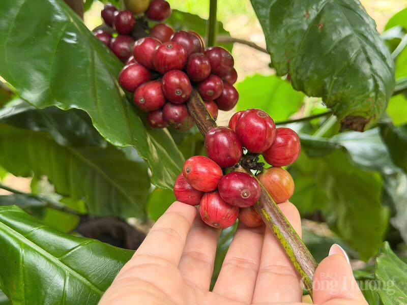 Vườn trồng cà phê tại Lâm Đồng