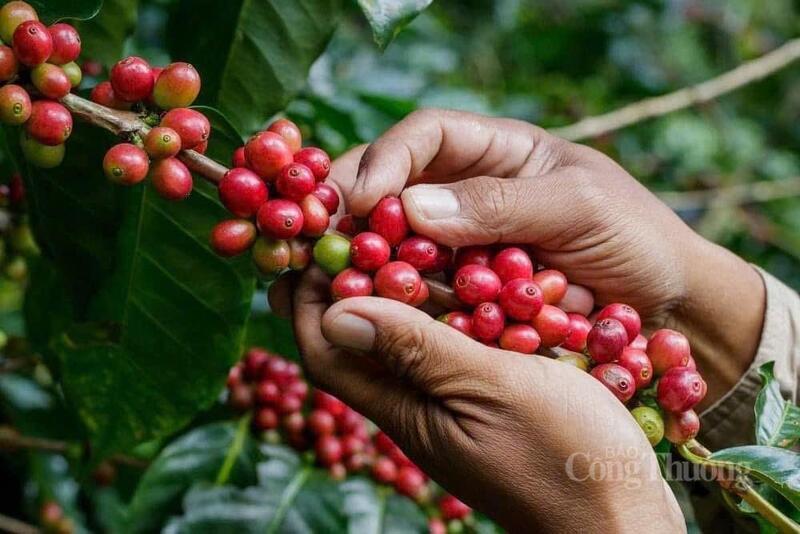 Giá cà phê Arabica tăng gần 16,2% lên 7.715 USD/tấn, mức cao nhất trong 5,5 tháng