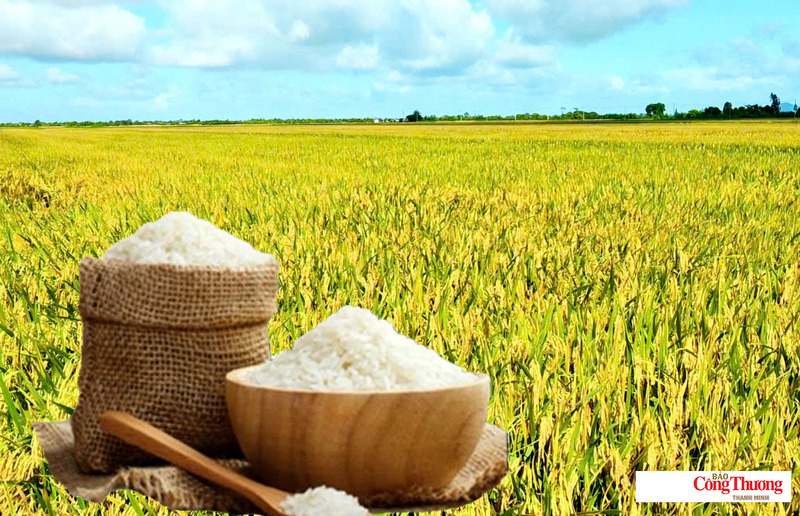 Giá lúa gạo hôm nay ngày 27/7/2026: Lúa gạo vững giá, tấm thơm tăng nhẹ.
