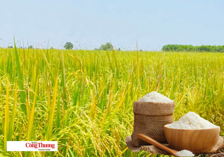 Giá lúa gạo hôm nay ngày 25/8:/2026 Lúa tươi đồng loạt giảm nhẹ.