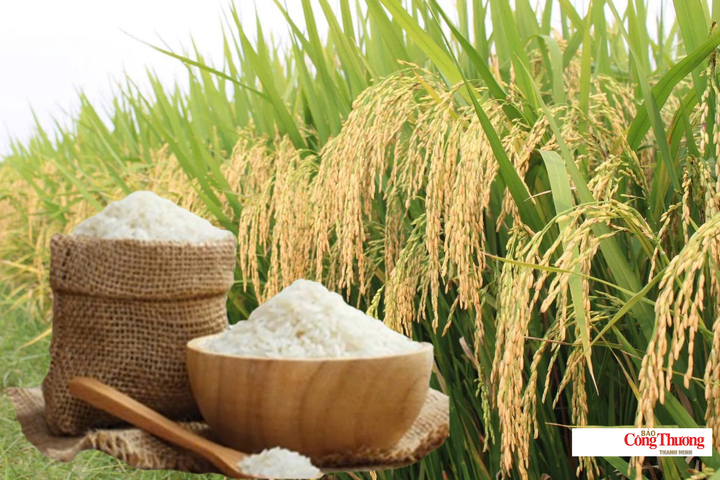 Giá lúa gạo hôm nay ngày 25/9/2026: Gạo lúa tươi biến động