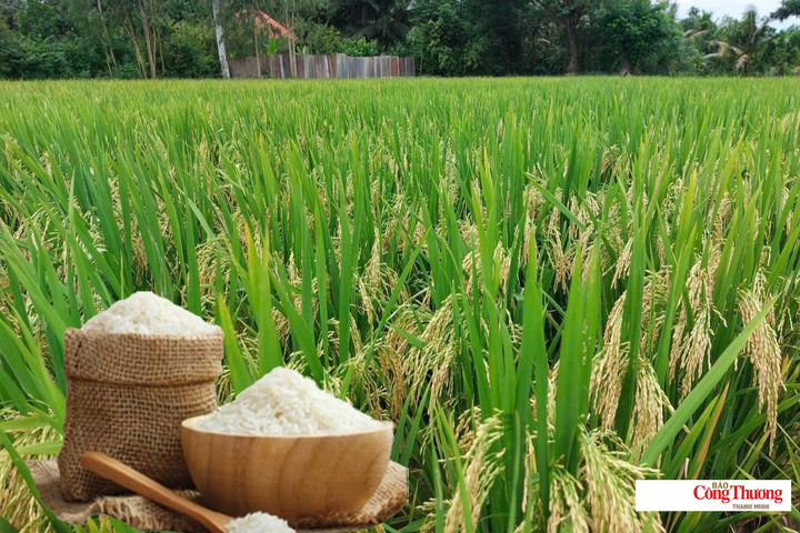 Giá lúa gạo hôm nay ngày 5/10/2026: Gạo thơm Jasmine giảm 500 đồng/kg.