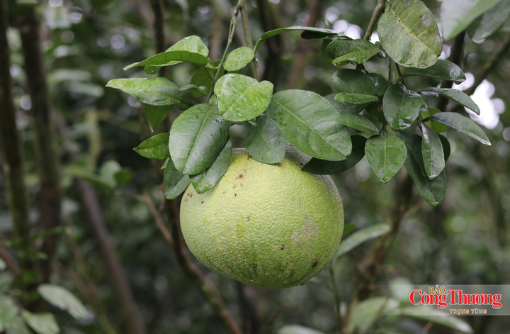 Mở hướng tiêu thụ bền vững cho bưởi da xanh ở Hà Tĩnh - 3