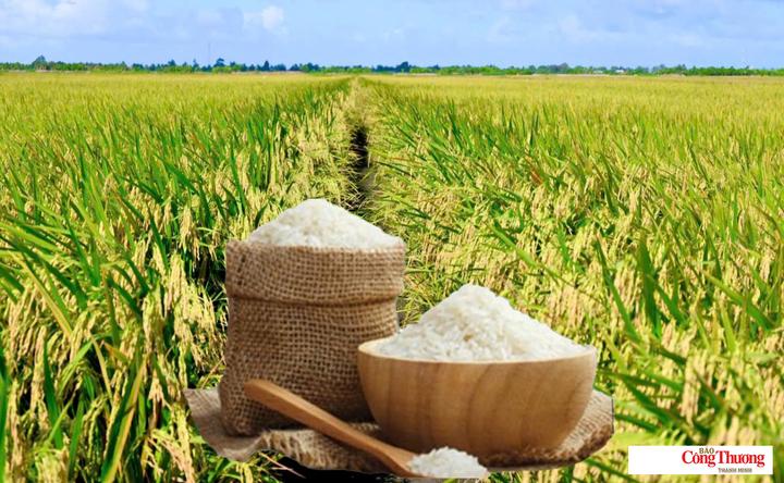 Giá lúa gạo hôm nay ngày 29/10/2026: Gạo xuất khẩu tiếp đà tăng mạnh.