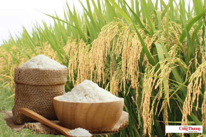 Giá lúa gạo hôm nay ngày 30/10/2026: Giá lúa tươi biến động.